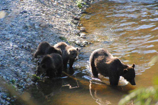 Ursos Pardos Centro Procuram Salmão Uma Margem Rio — Fotografia de Stock