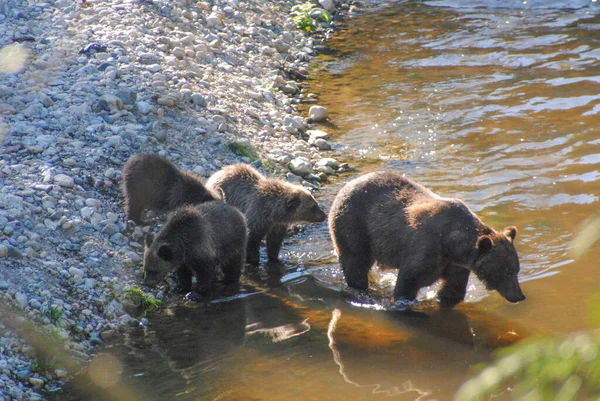 Grizzly Bears Central Look Salmon Riverbank — Stock Photo, Image