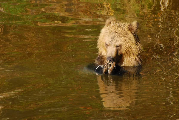 Grizzly Medve Kölyök Eszik Egy Kis Lazacot — Stock Fotó