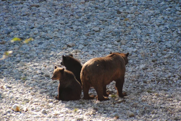 Αρκούδες Γκρίζλι Στο Σέντραλ Ψάχνουν Για Σολομό Στις Όχθες Του — Φωτογραφία Αρχείου