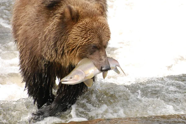 Ten Niedźwiedź Właśnie Złapał Dużego Różowego Łososia Zdjęcie Stockowe