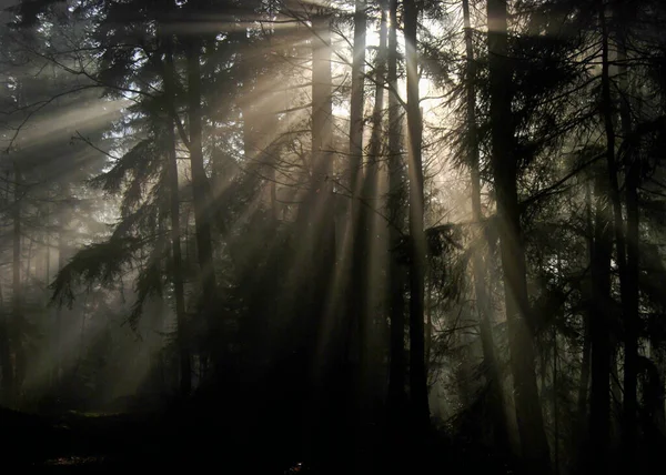 Güneş, sisli ve sisli bir günde ormanın içinden geçmeye çalışır.
