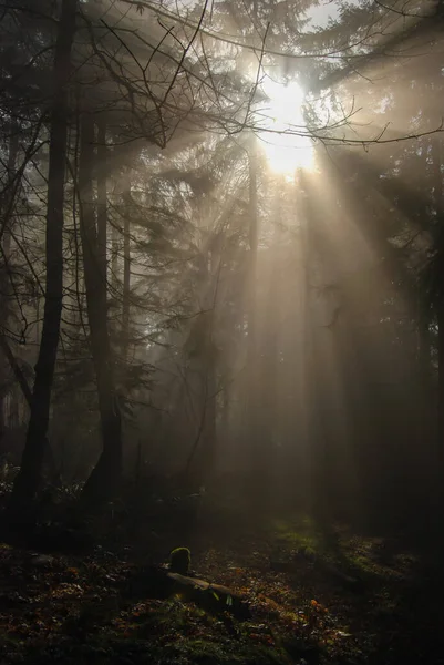Сонце Намагається Прорватися Крізь Ліс Туманний Туманний День Створюючи Виключно — стокове фото