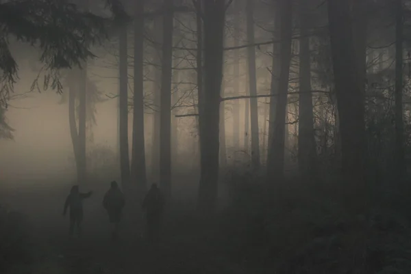 Солнце Пытается Прорваться Сквозь Лес Туманный Туманный День Создавая Необычайно — стоковое фото