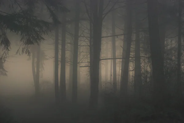 Sun Tries Break Forest Misty Foggy Day Creating Exceptionally Haunting — Stock Photo, Image