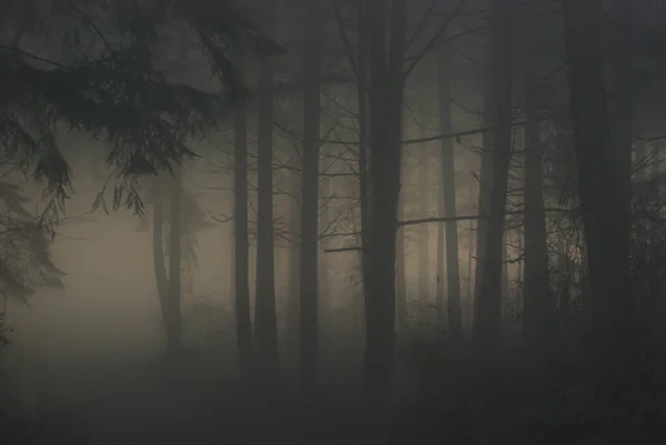 Сонце Намагається Прорватися Крізь Ліс Туманний Туманний День Створюючи Виключно — стокове фото