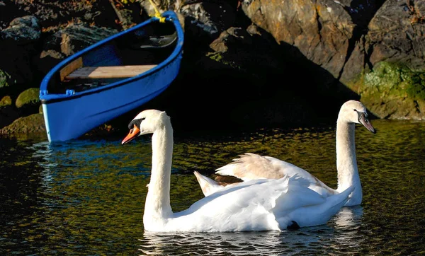 Два Немых Лебедя Плавают Вместе Спокойном Пруду Лодкой Сзади — стоковое фото