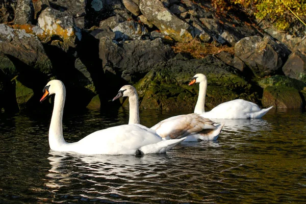 Tres Cisnes Mudos Nadan Una Bahía Tranquila Cerca Victoria Canadá —  Fotos de Stock