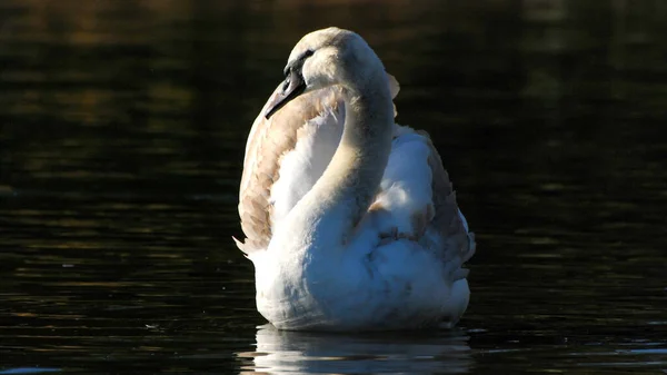 Hermoso Cisne Nada Estanque Tranquilo Cerca Victoria Canadá —  Fotos de Stock