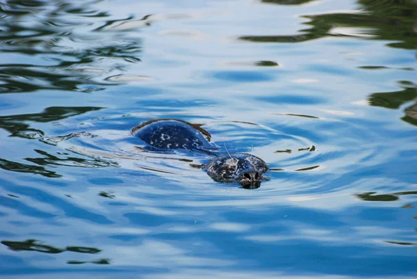 Pacific Harbor Seal Swims Close Look Food — Stock Photo, Image