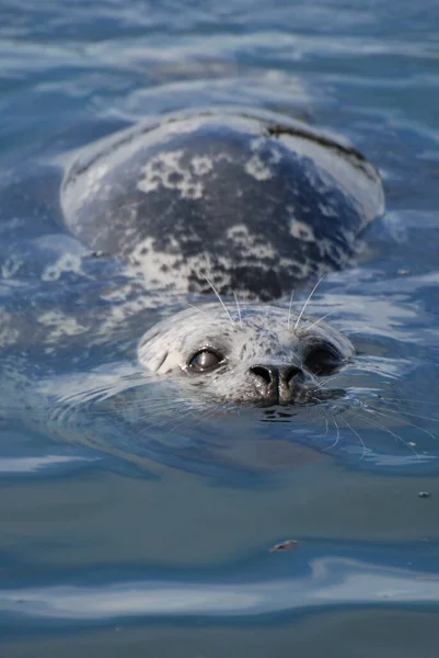 Pacific Harbor Seal Swims Close Look Food — Stock Photo, Image