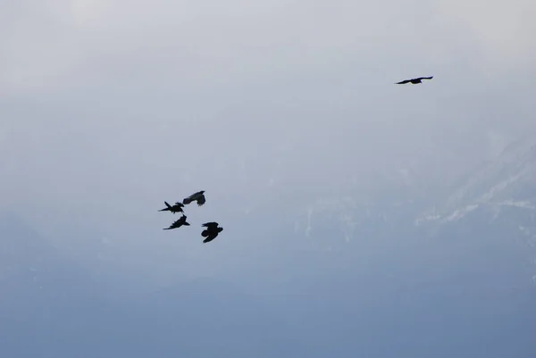 Cuervos Comunes Vuelan Alto Sobre Valle Arbolado Nevado Detrás Del — Foto de Stock