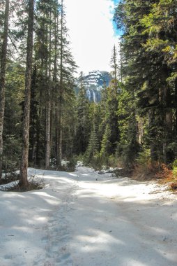 Della Şelalesi, Strathcona İl Parkı, Vancouver Adası, BC, Kanada 'da ağaçların arasından zirveye ulaşıyor.