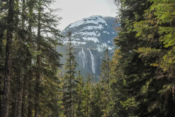 Della Falls Pico Através Árvores Strathcona Provincial Park Vancouver Island — Fotografia de Stock