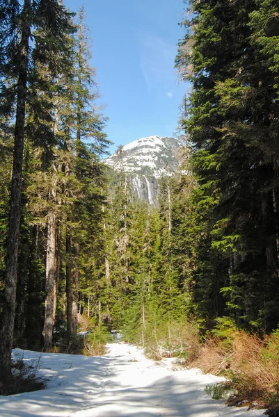 Widok Wodospadu Przez Drzewa Parku Prowincji Strathcona Kanada — Zdjęcie stockowe
