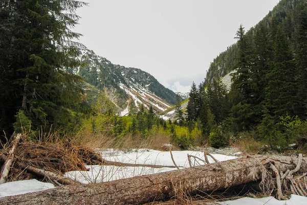 Sub Alpine Terrain Strathcona Provincial Park Vancouver Island British Columbia — Stock Photo, Image