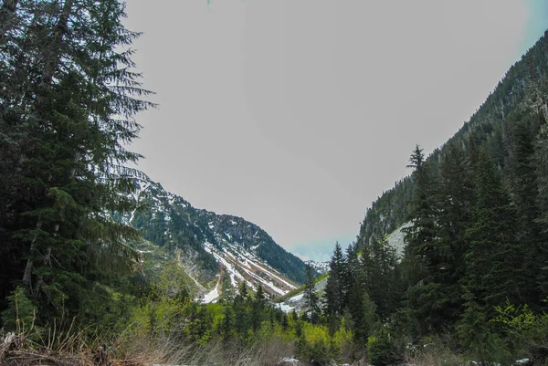 Terreno Sub Alpino Nel Strathcona Provincial Park Vancouver Island Columbia — Foto Stock