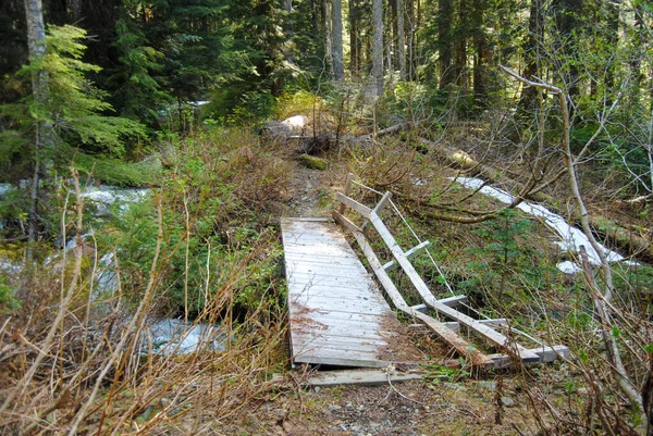 Destroyed Bridge Hiking Trail Dense Forest — Stock Photo, Image