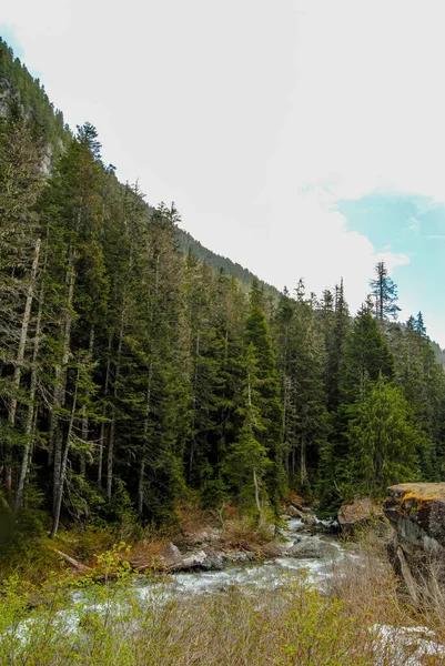 Teren Podalpejski Parku Prowincji Strathcona Wyspa Vancouver Kolumbia Brytyjska Kanada Obrazy Stockowe bez tantiem