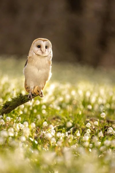 Barn Owl Tyto Alba Most Widely Distributed Species Owl World — Stock Photo, Image