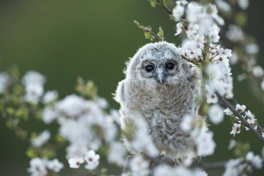 Genç Tawny baykuşu (Strix aluco) kirazlı eriğin içinde yuvadan yeni çıktı. İlkbaharda, kiraz ağaçları yoğun kokulu çiçeklerini ve ilk çiçek ağaçlarından birini açar..