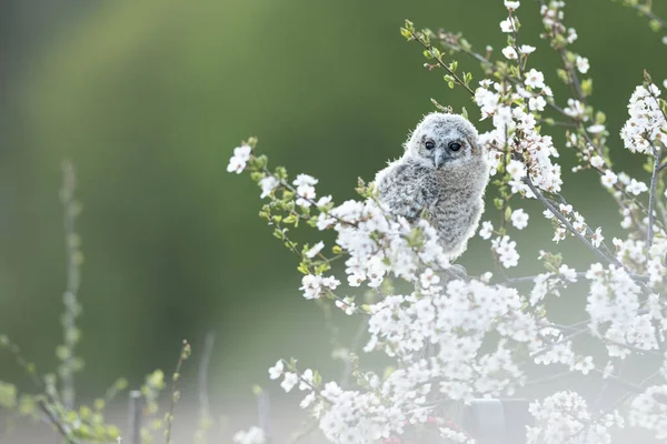 Mláďata Tawny Owl Strix Aluco Právě Vylezla Hnízda Třešňové Švestce — Stock fotografie