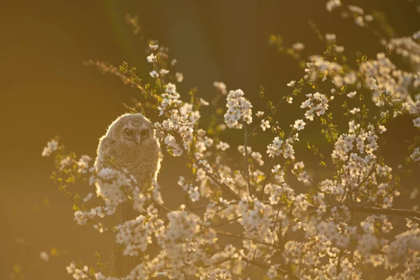 幼小的金丝雀猫头鹰 Strix Aluco 刚刚从一个樱桃树 Prunus Cerasifera 的窝中出来 樱桃树绽放出浓郁芬芳的花朵和首批开花的树木之一 — 图库照片