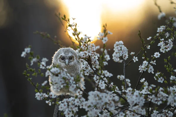 Mláďata Tawny Owl Strix Aluco Právě Vylezla Hnízda Třešňové Švestce — Stock fotografie