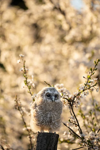 Juvenile Tawny Owl Strix Aluco Just Out Nest Cherry Plum — Stock Photo, Image