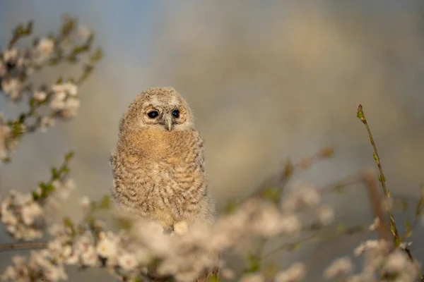 Genç Tawny Baykuşu Strix Aluco Kirazlı Eriğin Içinde Yuvadan Yeni — Stok fotoğraf