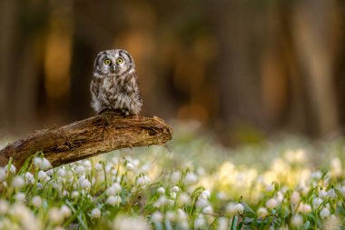 Boreal baykuş (Aegolius funereus) ladin ve köknar ormanlarında canlanır. Bahar Kar Tanesi (Leucojum vernum), ilkbahar ormanlarında yetişen bir bitkidir. Çiçekli bahar kar tanelerinin güzel halısı.