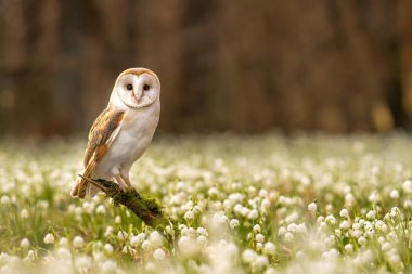 Ambar baykuşu (Tyto alba), baykuşgiller (Felidae) familyasından bir baykuş türü. Bahar Kar Tanesi (Leucojum vernum), ilkbahar ormanlarında yetişen bir bitkidir. Çiçekli bahar kar tanelerinin güzel halısı.