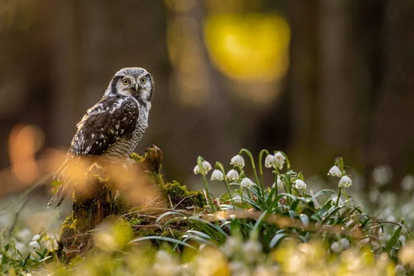 Northern Hawk Owl Surnia Ulula Unique Medium Sized Owl Boreal — Stock Photo, Image