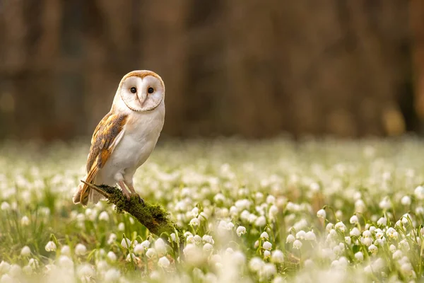 Barn Owl Tyto Alba Most Widely Distributed Species Owl World — Stock Photo, Image
