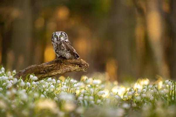 Boreal Owl Aegolius Funereus Small Owl Comes Alive Spruce Fir — Stock Photo, Image