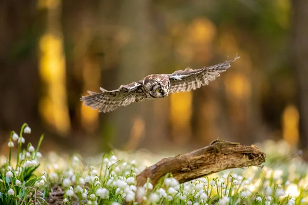 Boreal Owl Aegolius Funereus Small Owl Comes Alive Spruce Fir — Stock Photo, Image