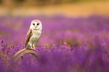 Ahır baykuşu (Tyto alba) lavanta çiçekli bir tarlada ahşap bir tekerleğin üzerinde oturuyor. Pembe ve mor renk çiçek açar.