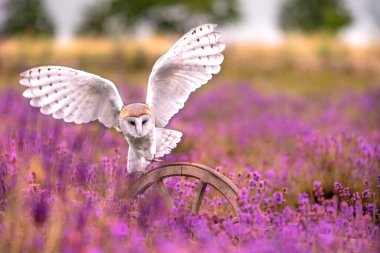 Ahır baykuşu (Tyto alba) lavanta çiçekli bir tarlada ahşap bir tekerleğin üzerinde oturuyor. Pembe ve mor renk çiçek açar.