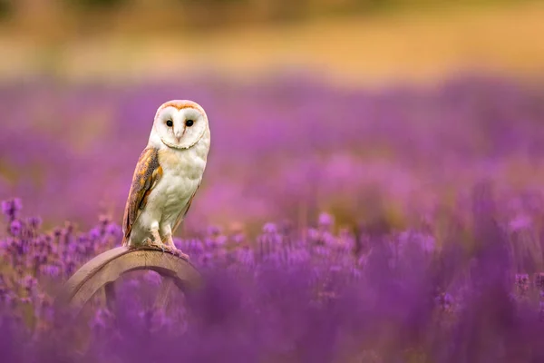 Barn Owl Tyto Alba Sitting Wooden Wheel Lavender Flowering Field — Stock Photo, Image