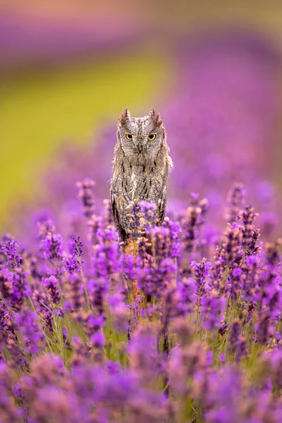 欧亚大陆的小扇贝猫头鹰 Otus Scops 也被称为欧洲扇贝 European Scops Owl 栖息在薰衣草花地 粉红色和紫色的花 — 图库照片