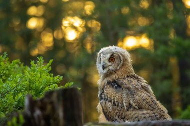 Genç Sibirya kartal baykuşu (Bubo bubo sibiricus) gün doğumunda bir yaban mersininde.