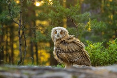 Genç Sibirya kartal baykuşu (Bubo bubo sibiricus) gün doğumunda bir yaban mersininde.