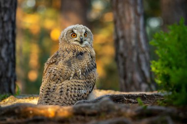 Genç Sibirya kartal baykuşu (Bubo bubo sibiricus) gün doğumunda bir yaban mersininde.