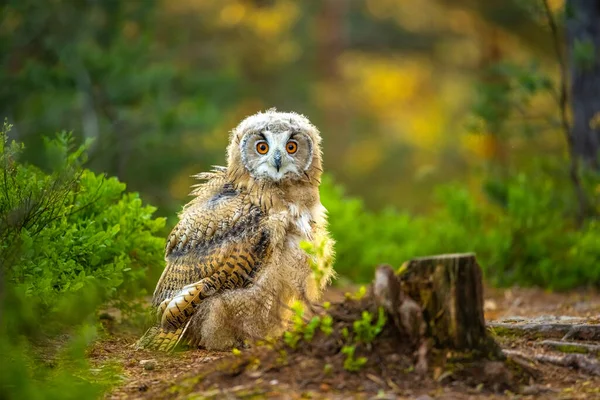 Young Siberian Eagle Owl Bubo Bubo Sibiricus Blueberry Sunrise — Stock Photo, Image
