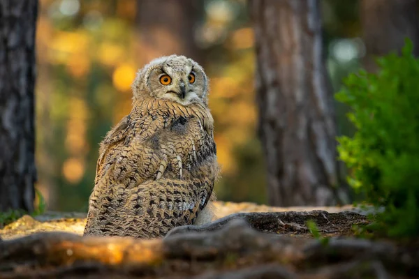 Young Siberian Eagle Owl Bubo Bubo Sibiricus Blueberry Sunrise — Stock Photo, Image