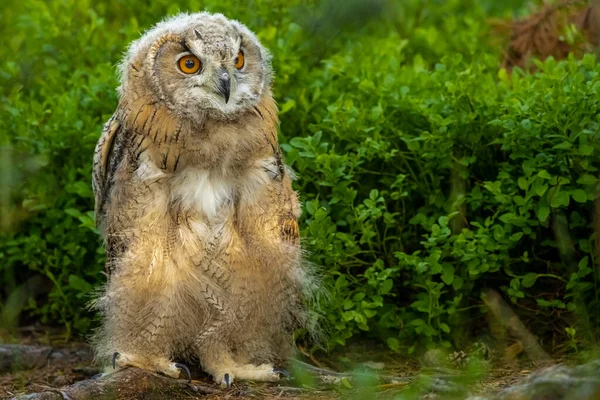 Young Siberian Eagle Owl Bubo Bubo Sibiricus Blueberry Forest — Stock Photo, Image
