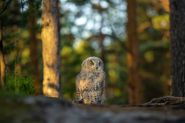 Young Siberian Eagle Owl Bubo Bubo Sibiricus Blueberry Forest — Stock Photo, Image