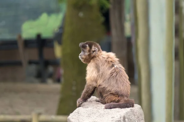 Funny monkey sitting and staring