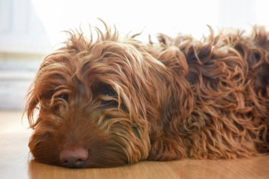 Dog lying on the floor in a home interior The pet looks tired and is looking toreds the camera