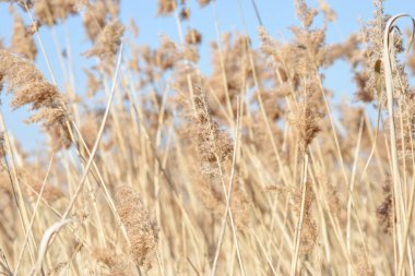Rüzgarda uçuşan otlar, sakin bir arka planda mavi gökyüzü.